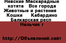 Невские Маскарадные котята - Все города Животные и растения » Кошки   . Кабардино-Балкарская респ.,Нальчик г.